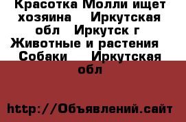 Красотка Молли ищет хозяина. - Иркутская обл., Иркутск г. Животные и растения » Собаки   . Иркутская обл.